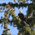 미국서부여행 그랜드티턴 국립공원 #037 - 스네이크 강 시닉 보트 투어와 조류 관찰, 독수리!