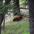 미국 서부여행 옐로스톤 국립공원 #046 - 야생 동물을 만나다 / 오소리, 곰, 바이슨, 앤틸로프 등
