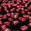 [야경] 대구 83타워 이월드 별빛 벚꽃축제 - 니콘 D810 니코르 2470vr