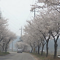 [청주 문의]벚꽃길이 아름다운 청주 드라이브 코스