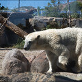 미국 서부여행 유타 #27 - 생각보다 재미있었던 동물들, 유타 호글 동물원(Utah's Hogle Zoo)