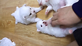 이게 바로 진짜 귀요미