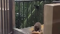 고양이 안마해주는 원숭이 ㅋㅋ