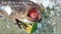 다금바리, 목포수협 다금바리 생선입니다.﻿