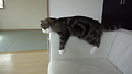 고양이 마루의 일상