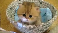 사랑스러운 고양이