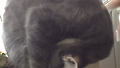 고양이 꽃이 피었습니다