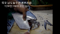 임자도병어, 병어손질법 과정입니다.