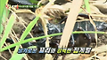 이상인, 독충,전갈 먹을뻔