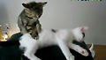 마사지 받는 고양이~&hearts;