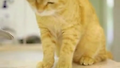 고양이
