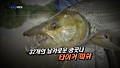 괴어를 찾아 떠난 아프리카엔...?