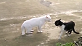 권법 자세를 배운 고양이