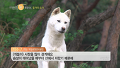 북한산 무법자, 들개들의 생존