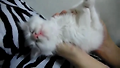 나도 고양이가 키우고 싶다 ㅠㅠ