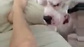 단지 레이저 포인트를 물었을 뿐...