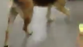 강아지 잘못? 주인 잘못?