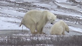 북극곰 응가 하는 모습도 신기