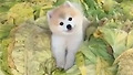 인형으로 착각할 정도의 미모
