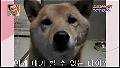 믿지 못할 개인기