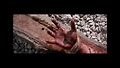 Worthy Is The Lamb [패션오브크라이스트]