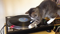 헬로우~ DJ Cat!