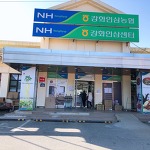 면역력에 좋은 강화 인삼 강화인삼농협 방문 후기