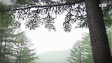 영상 스케치 <수목원의 아침>