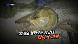 괴어를 찾아 떠난 아프리카엔...? 바로가기