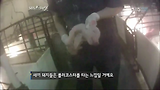 동물, 행복의 조건, 제1부 고기가 아프면 사람도 아프다