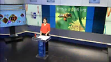 CNBC "짧아지는 꿀벌 수명...꿀과 아몬드 가격 상승으로 이어져"