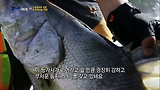 폭발하는 물살에서 괴어 나일퍼치를 낚다!