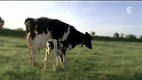 The Real Price of Milk - Separation of a cow and her calf(English subtitles)