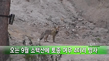 <환경TV>오는 9월 소백산에 토종 여우 4마리 방사