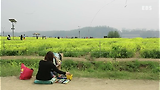 영상 스케치 <유채꽃 향기>