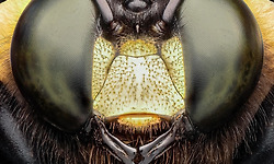 외계인보다 더 요상하게 생긴 곤충 머리 확대사진