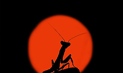 외계 생물체인가? 초접사로 찍은 곤충의 머리 사진 - Omid Golzar