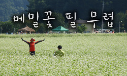 봉평 메밀꽃축제(2013 평창효석문화제)를 다녀 오다.