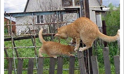 고양이의 지혜 : 좁은 담장 위를 교차하여 지나가기