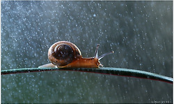 비 오면 달팽이는 뭐하나? - 러시아 사진작가 바딤 트루노브(Vadim Trunov)의 멋진 곤충 사진들