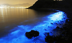 홍콩의 해안에 나타난 야광충 Sea Sparkle