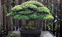원폭에도 이겨 낸 400년 된 분재, 야마키 소나무(山木松, Yamaki pine)