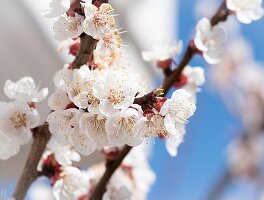 한국의 벚꽃 (화려한 봄 체험)