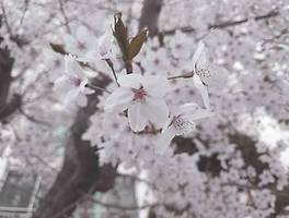 섬진강 봄꽃여행 (버킷리스트에 추가하세요!)