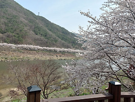 섬진강 구례 자전거길 벚꽃이 활짝 피었습니다. 2023년 3월 26일