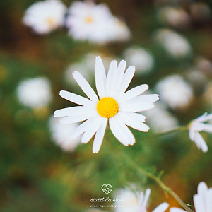 2017.09.29 인천 드림파크 가을 나들이 행사