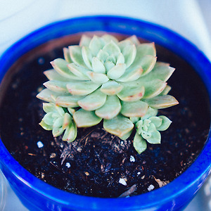 2017.10.16 초록이