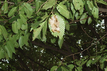 나뭇잎에 집을 지은 벌들