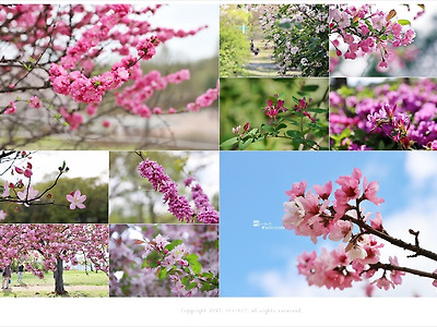 4월에 피는 분홍색꽃나무(연분홍.진분홍) 종류 총정리