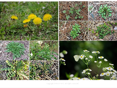봄나물의 종류, 나물로 먹을 수 있는 풀꽃 야생화 20가지